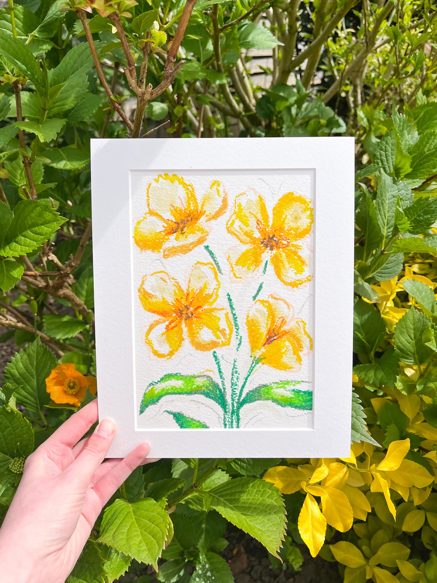 Icelandic Poppy Mixed Media Original